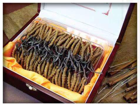 青阳冬虫夏草回收